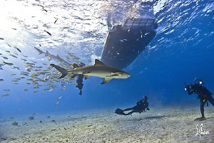 In come the first of many visitors we had on an amazing d... by Steven Anderson 